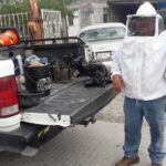 EXHORTA GOBIERNO MUNICIPAL REPORTAR ENJAMBRES DE ABEJAS PARA PREVENIR ACCIDENTES