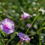 Prepara Agricultura proyecto de conservación de polinizadores en áreas rurales