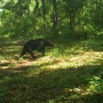 Avistan los primeros osos negros en la Reserva de La Biósfera del Cielo