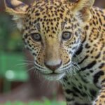 Canalizará Comisión de Parques cachorros de jaguar donados a la Biósfera El Cielo