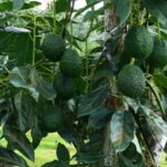 Declara Agricultura nuevas zonas libres de plagas del aguacatero en Jalisco, Nayarit y Estado de México