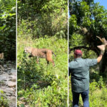 Libera la Comisión de Parques búhos, linces, ocelote y osezna