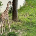 Convocan a elegir nombre para jirafa macho del Zoológico Tamatán