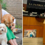 Presentó Senadora Maki Ortiz Reforma Constitucional Contra el Maltrato Animal