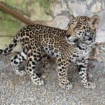 Llegan cachorros de jaguar al Parque Ecológico Biósfera El Cielo