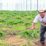 AGRICULTURA amplía el plazo al 28 de febrero para la reinscripción al Programa Especial de Energía para el Campo (PEUA)