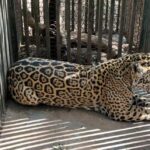 Aclara Comisión de Parques y Biodiversidad: jaguar atropellado no corresponde a Tamaulipas